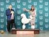1_Poodle-Std-165-Fri2-RBIS-Judge-Larry-Hansen_MJ_3354_ColumbiaMo2023_HR3